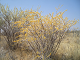 Click here to see the picture (Fruehling in der Savanne.JPG)